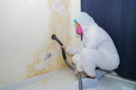 Mold Odor Removal Services in Pine Manor, FL